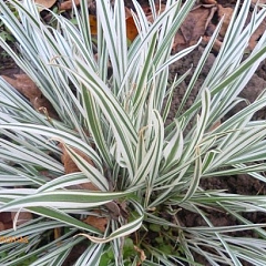 Холкус мягкий "Альбавариегата" (lAbovariegata)